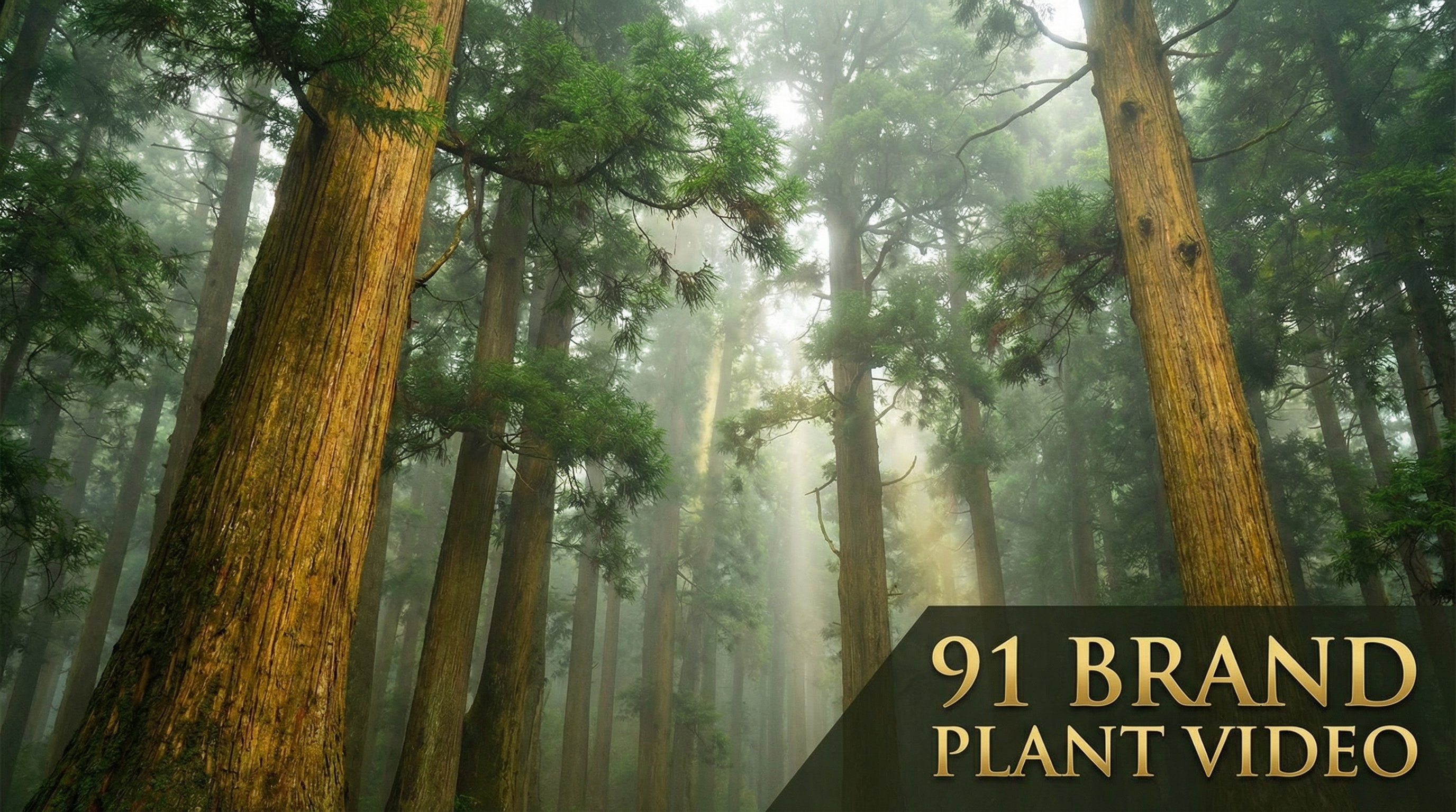 香蕉视频植物视频